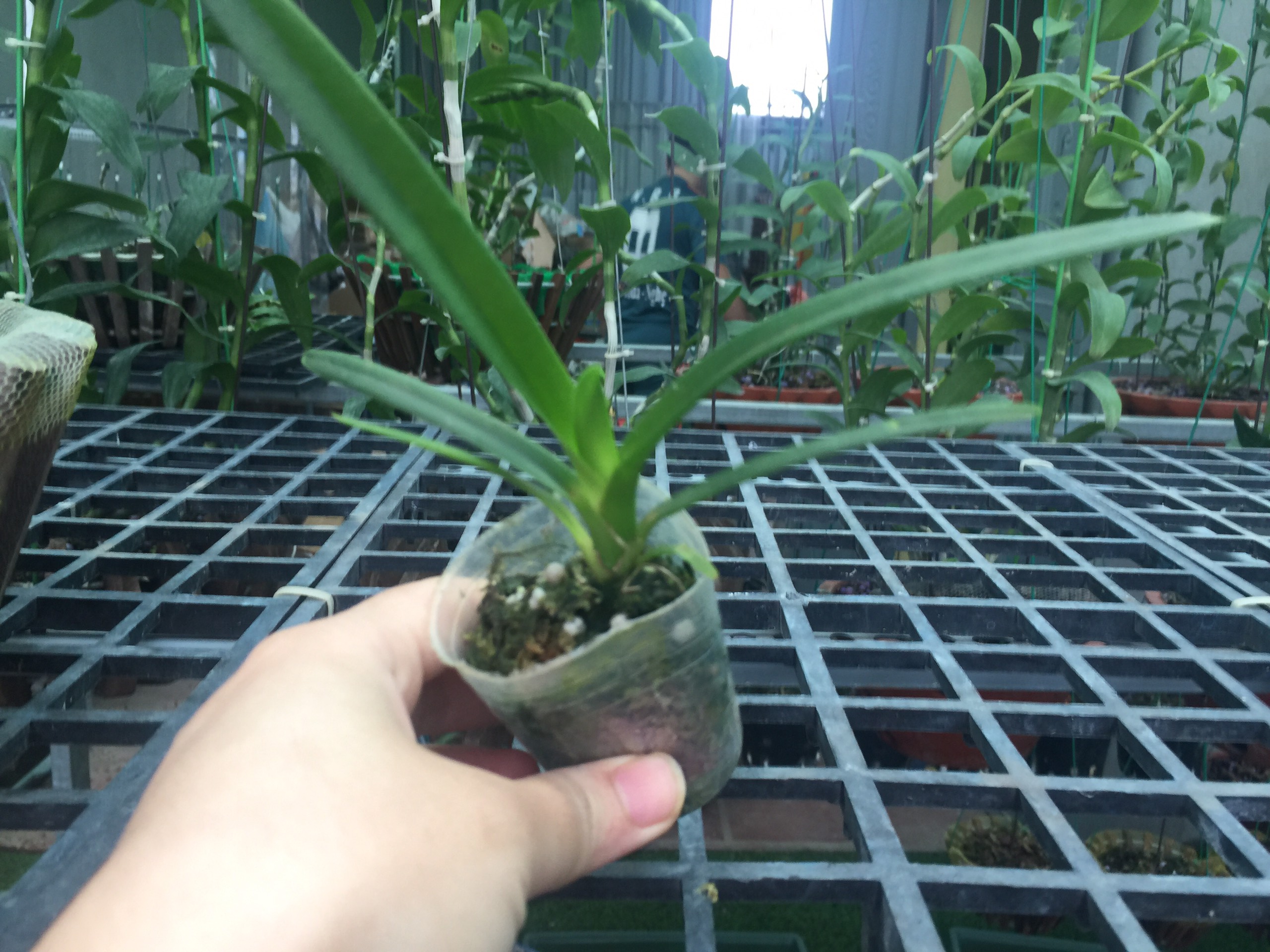 Lan kiếm hoàng long cây giống 7 tháng