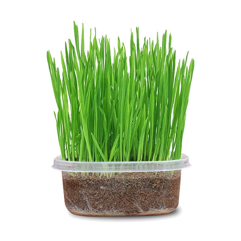cỏ mèo 200g