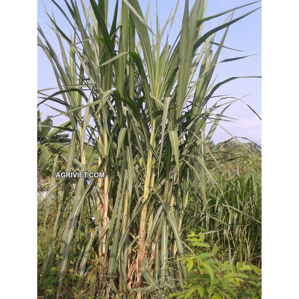 Hạt Giống Cỏ Voi Lai - Gói 500G