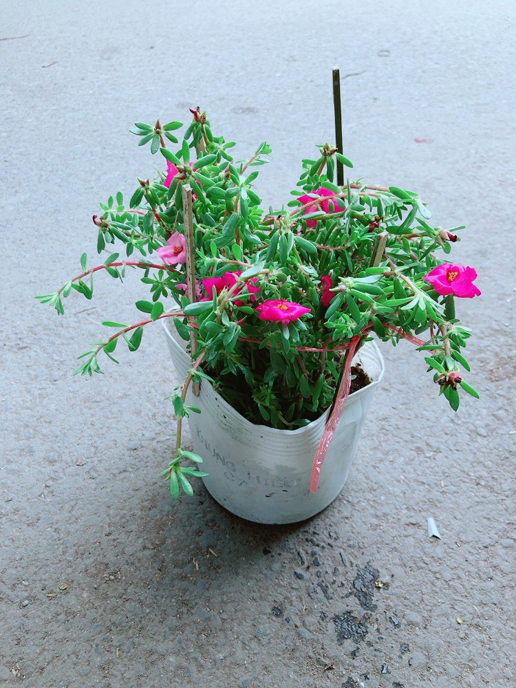 Hoa Mười Giờ Giống Mới
