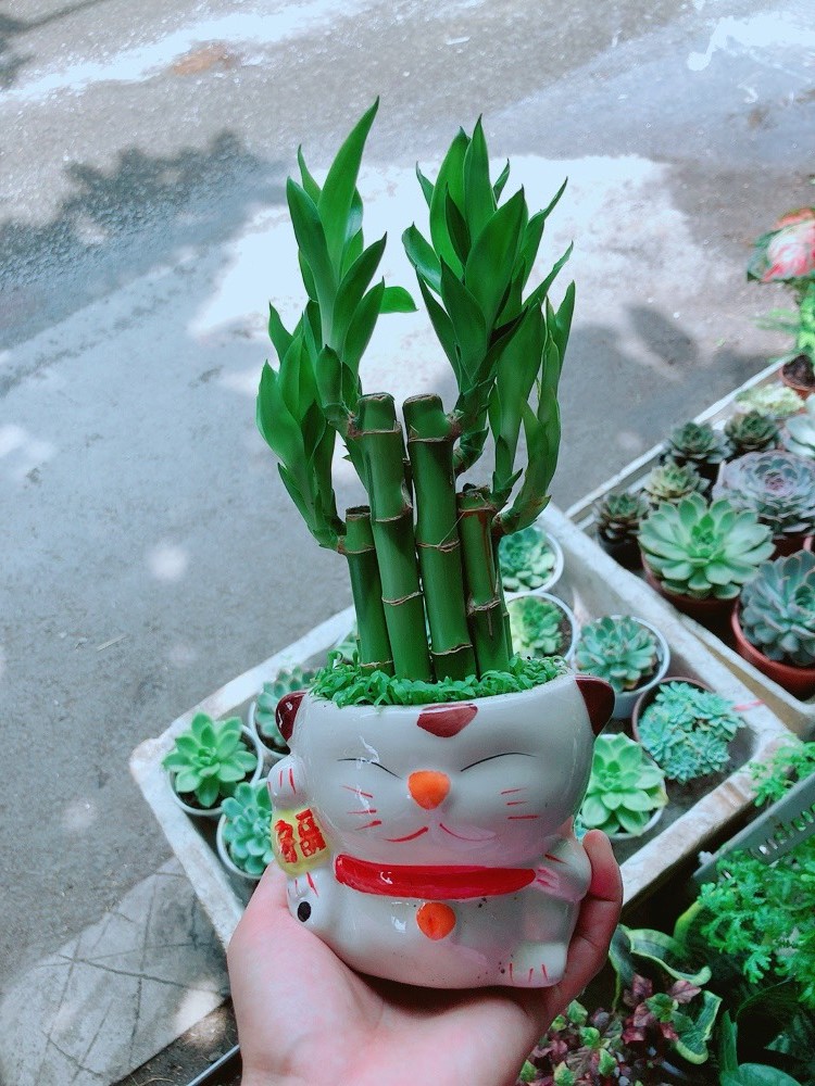 Cây Phát Tài