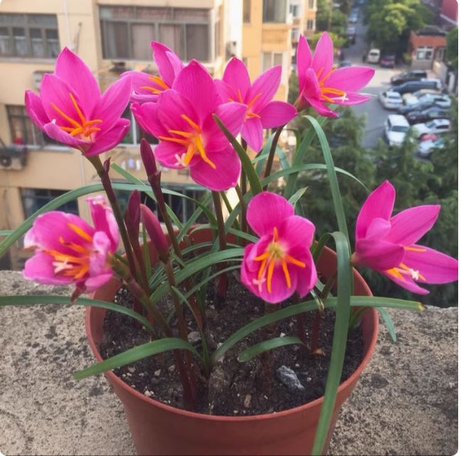 Củ giống hoa huệ mưa hoa màu hồng (20 củ) - VTNT