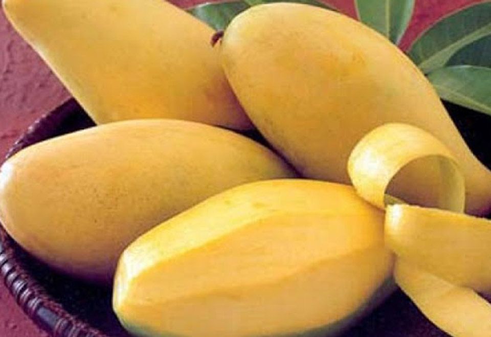 Cây giống xoài c át H òa lộ c
