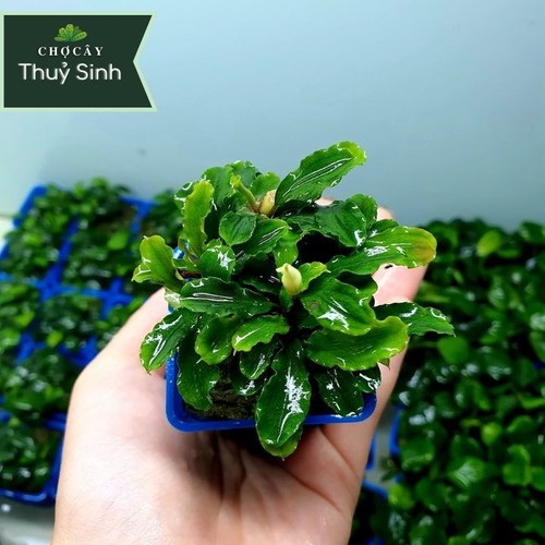 CÂY THỦY SINH BUCEP TM