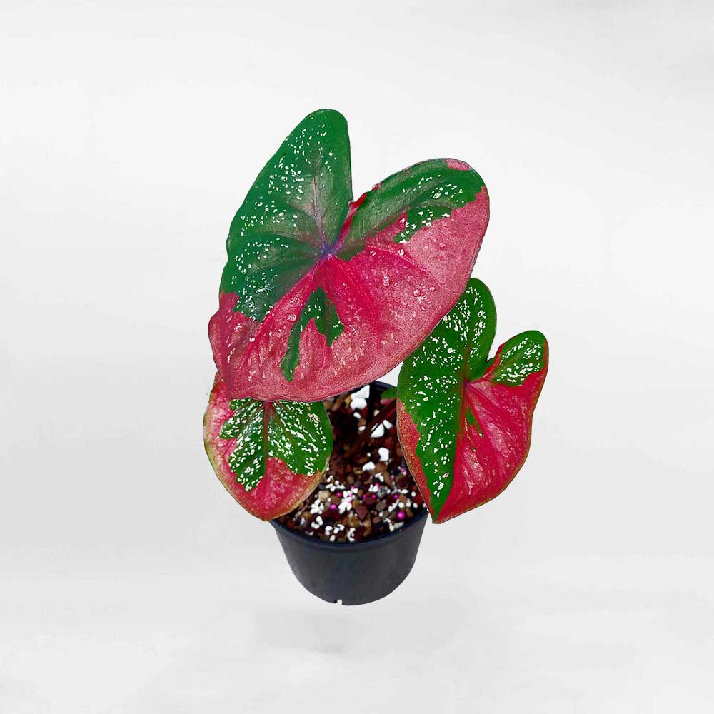 Môn Baret hình trái tim - Caladium Red Baret