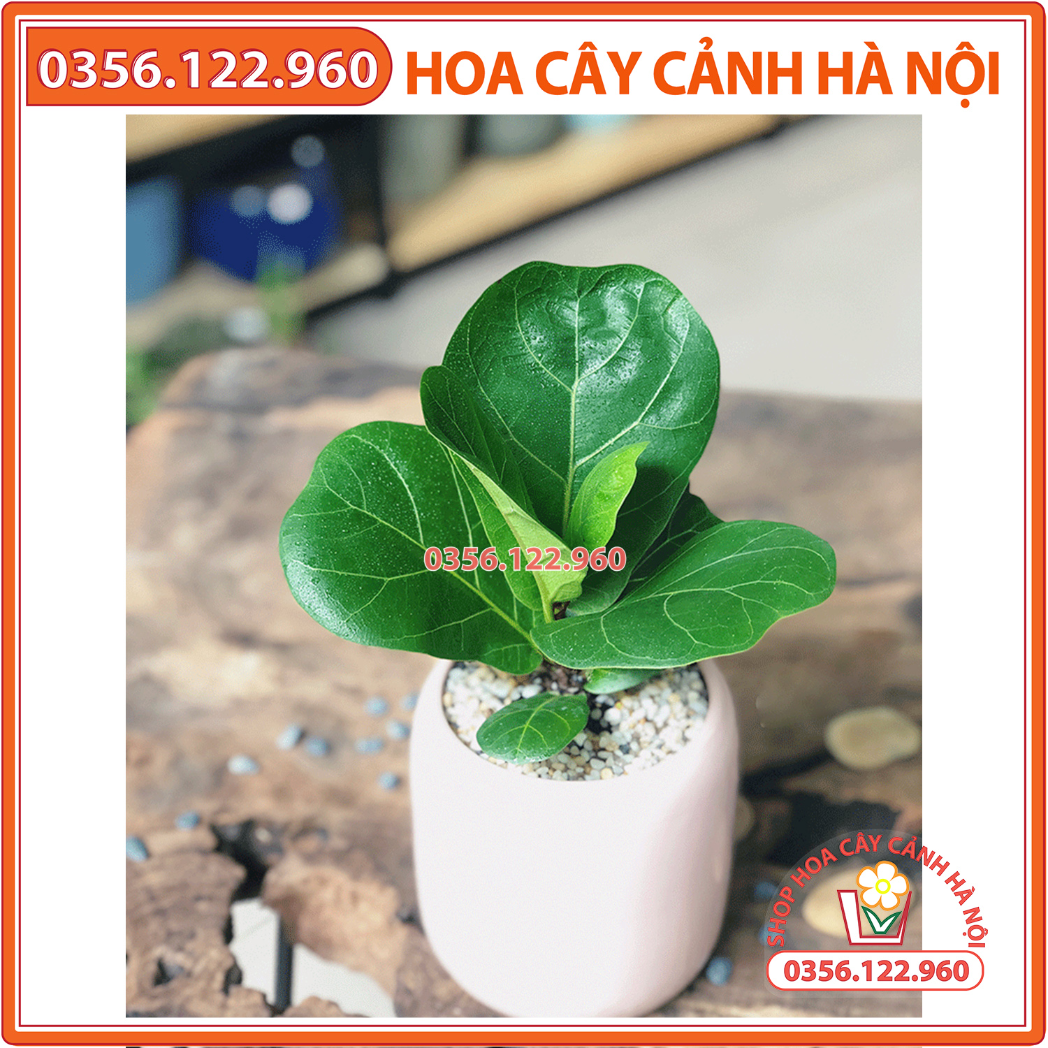 Cây bàng singapor để bàn