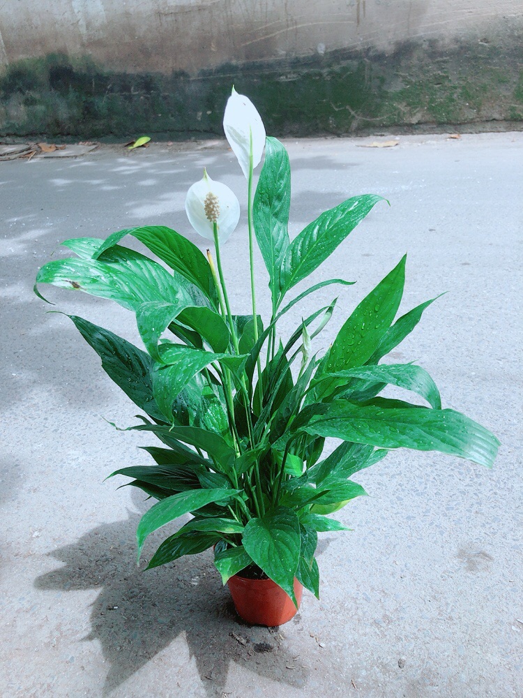 Cây Lan Ý