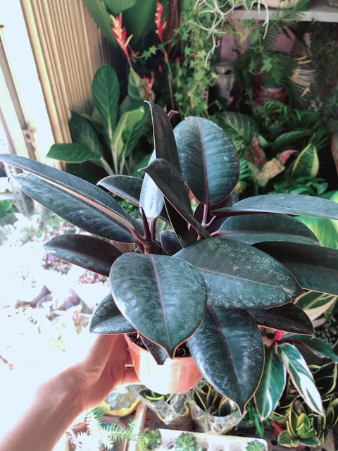 Cây Búp Đa Đỏ