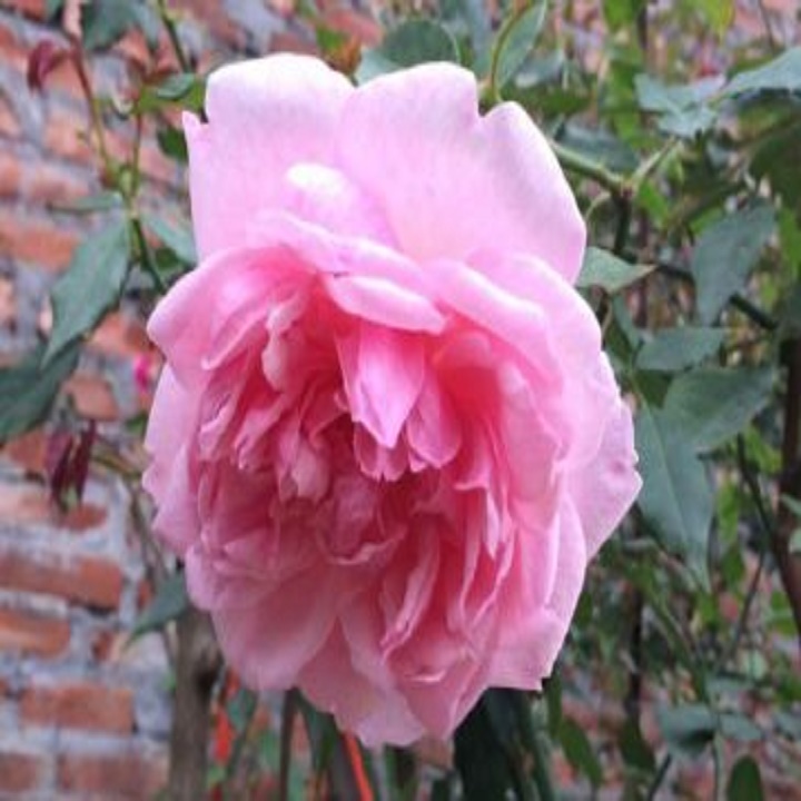 HOA HỒNG CỔ CÂY TO,ĐẸP CÂY ĐANG NỤ