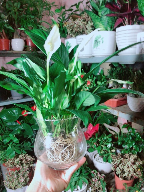 Chậu Cây Lan Ý Thuỷ Sinh (có kèm chậu thuỷ tinh)