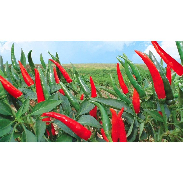 30 Hạt giống ớt chỉ thiên
