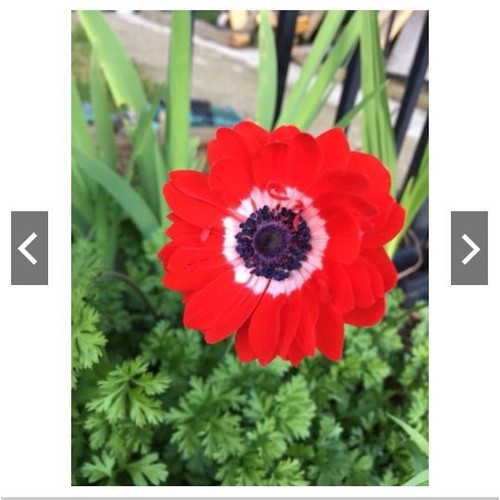 Củ giống hoa anemone hoa màu đỏ