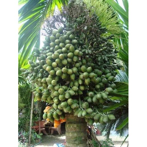 Cây cau tứ thời -cau tứ quý chuẩn F1 (ảnh thật)