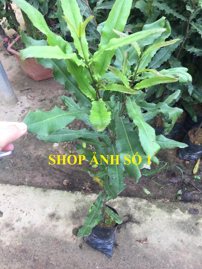 (GIÁ SỐC) Cây MẮC CA gieo hạt, cây cực to, bầu lớn, giống F1, giá trị kinh tế cao