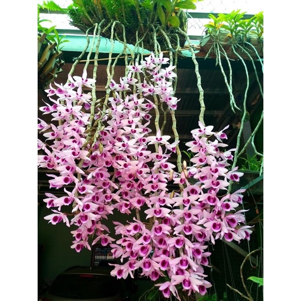 Hoa phong lan (kie) phi điệp tím đậm hoà bình