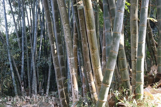 Cây Tre Khổng Lồ Thái Lan+ (1000g) phân thỏ hữu cơ