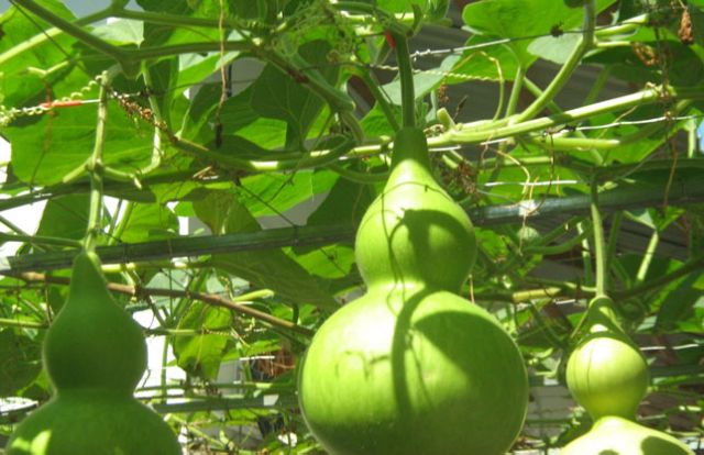 Hạt giống bầu hồ lô cao sản 10 Hạt