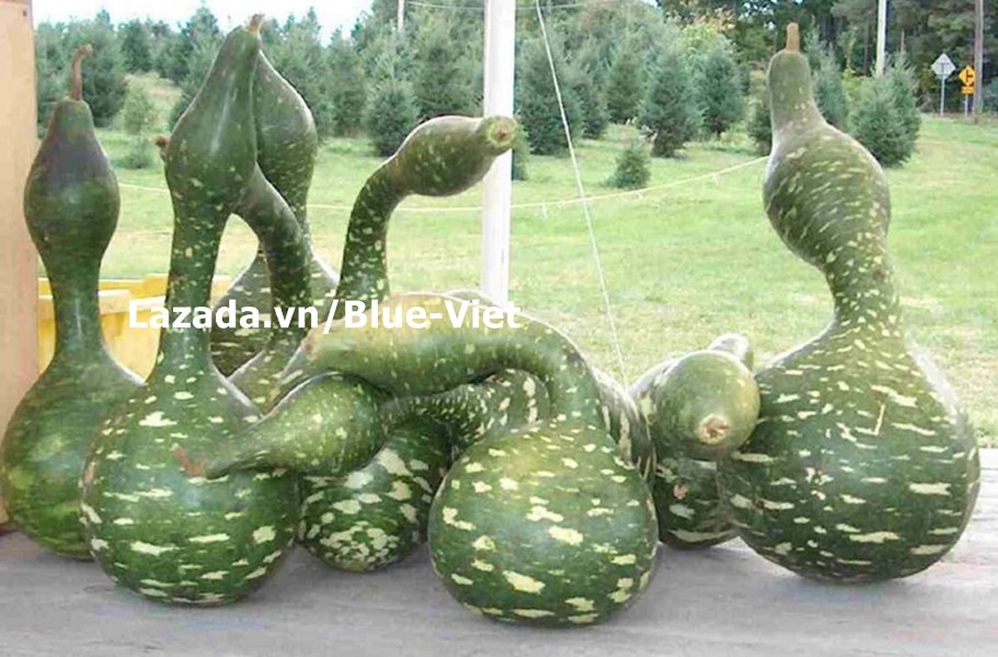 Hạt giống Bầu hồ lô thiên nga