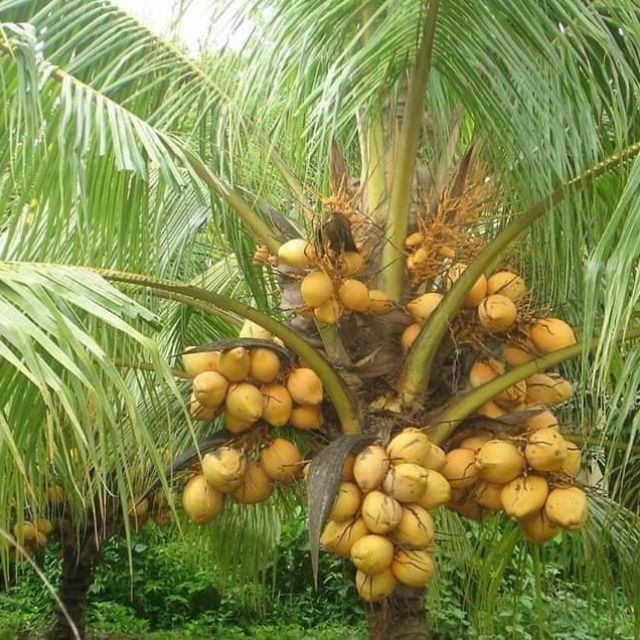 Cây giống dừa Tam Quang