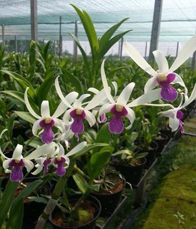 Cây Lan Dendro Nắng Thơm Bà Liễu - Cây to sắp hoa - giao cây to như hình