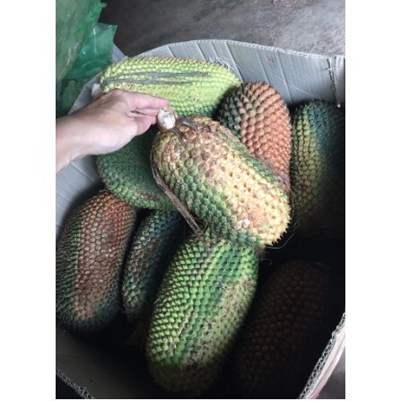Quả dứa dại rừng khô sạch