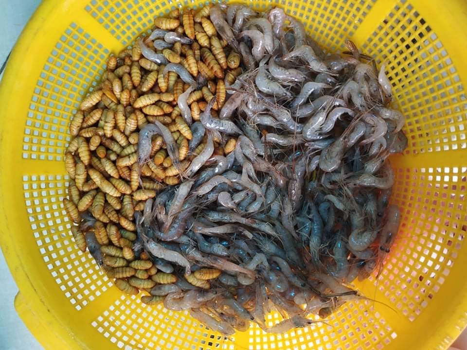 [HCM]Cám chào mào hảo hảo