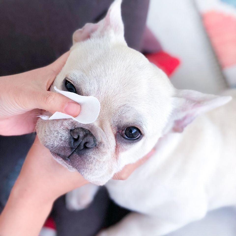 Khăn lau mắt ố cho chó mèo
