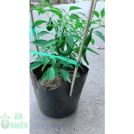 Ớt sừng trái lớn