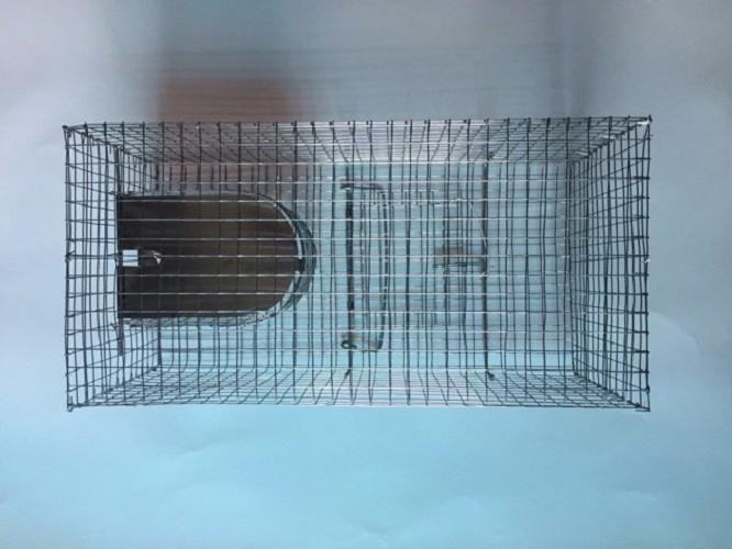 Bẫy Chuột Độc Đáo Bẫy Nhiều Con Loại Mới, Mô Hình Bẫy Tiên Tiến