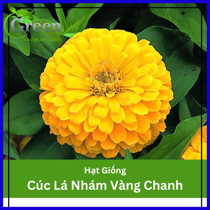 Hạt giống hoa cúc lá nhám vàng chanh