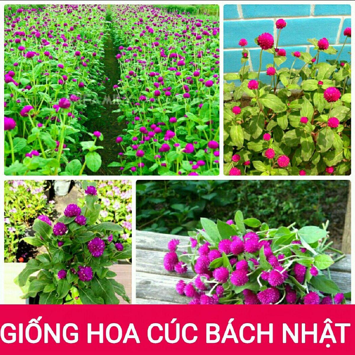 Hạt Giống Hoa Cúc Bách Nhật (Cúc Nút Áo) Nhiều Màu, Hoa Nở Quanh Năm Lâu Tàn