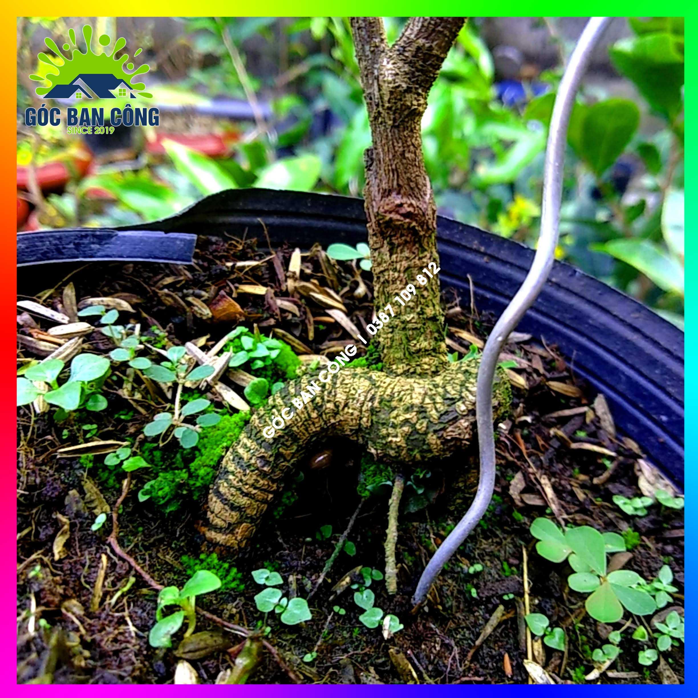 Mai Đại Lộc Bonsai Mini