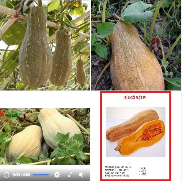 Hạt giống bí đỏ hồ lô lai F1 (Bí mật) cao sản - gói 10 hạt