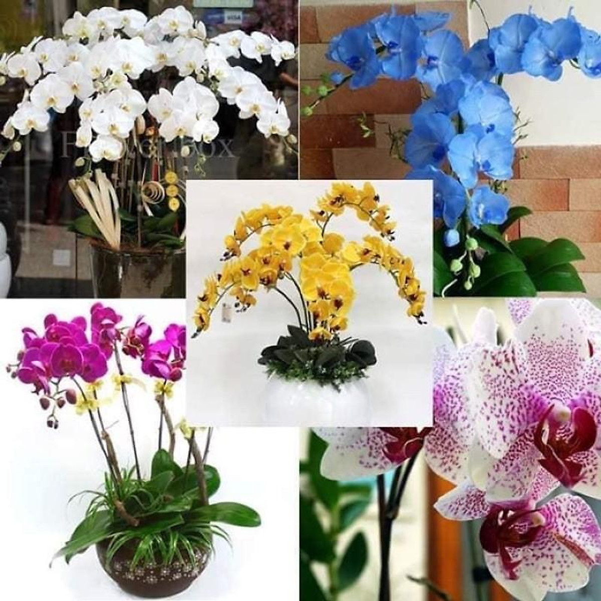 HOA LAN HỒ ĐIỆP CÂY đẹp cốc 2.8