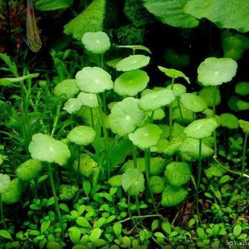 RAU MÁ DÙ - SEN DÙ LÙN - Hydrocotyle verticillata