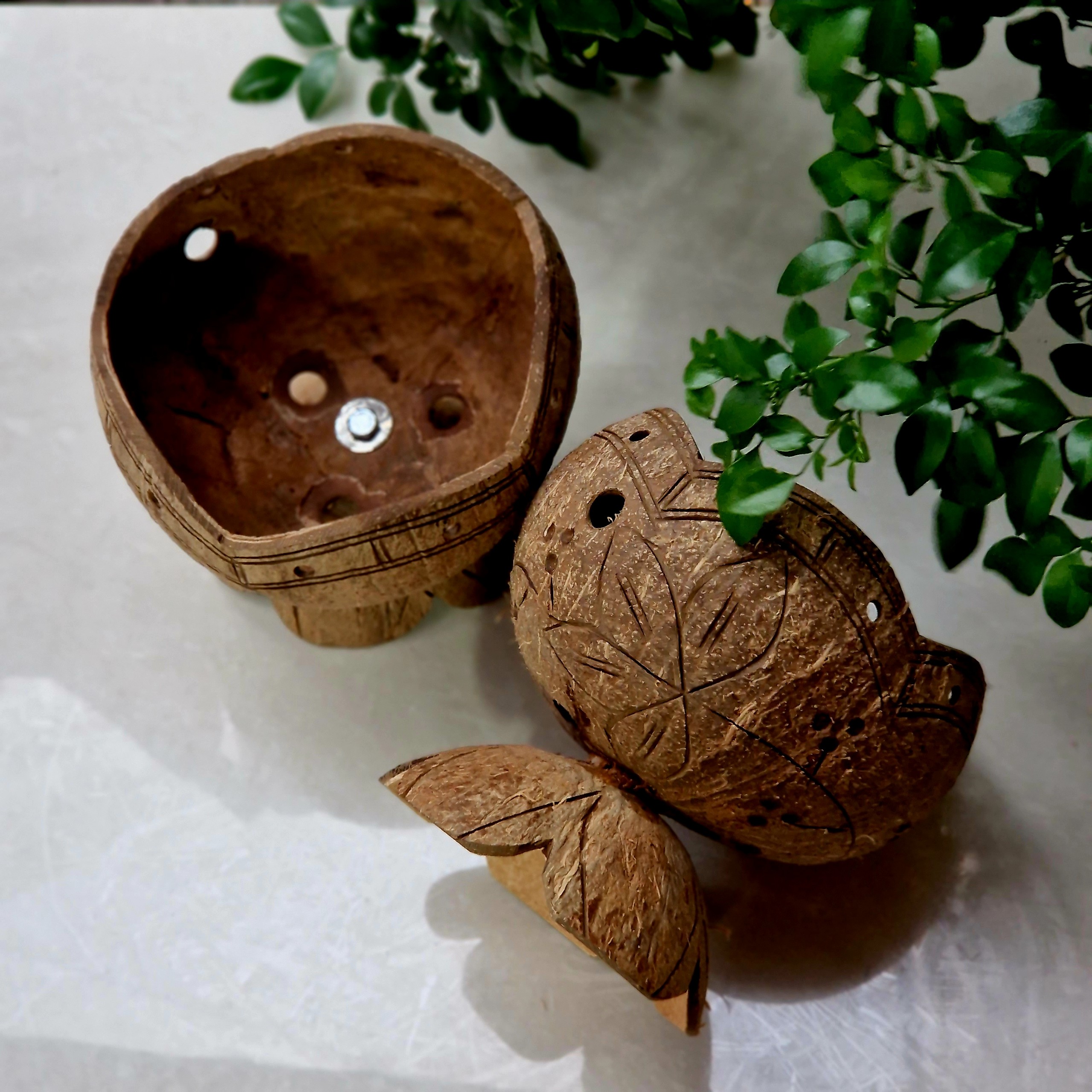 Chậu gáo dừa trồng sen đá, đồ trang trí