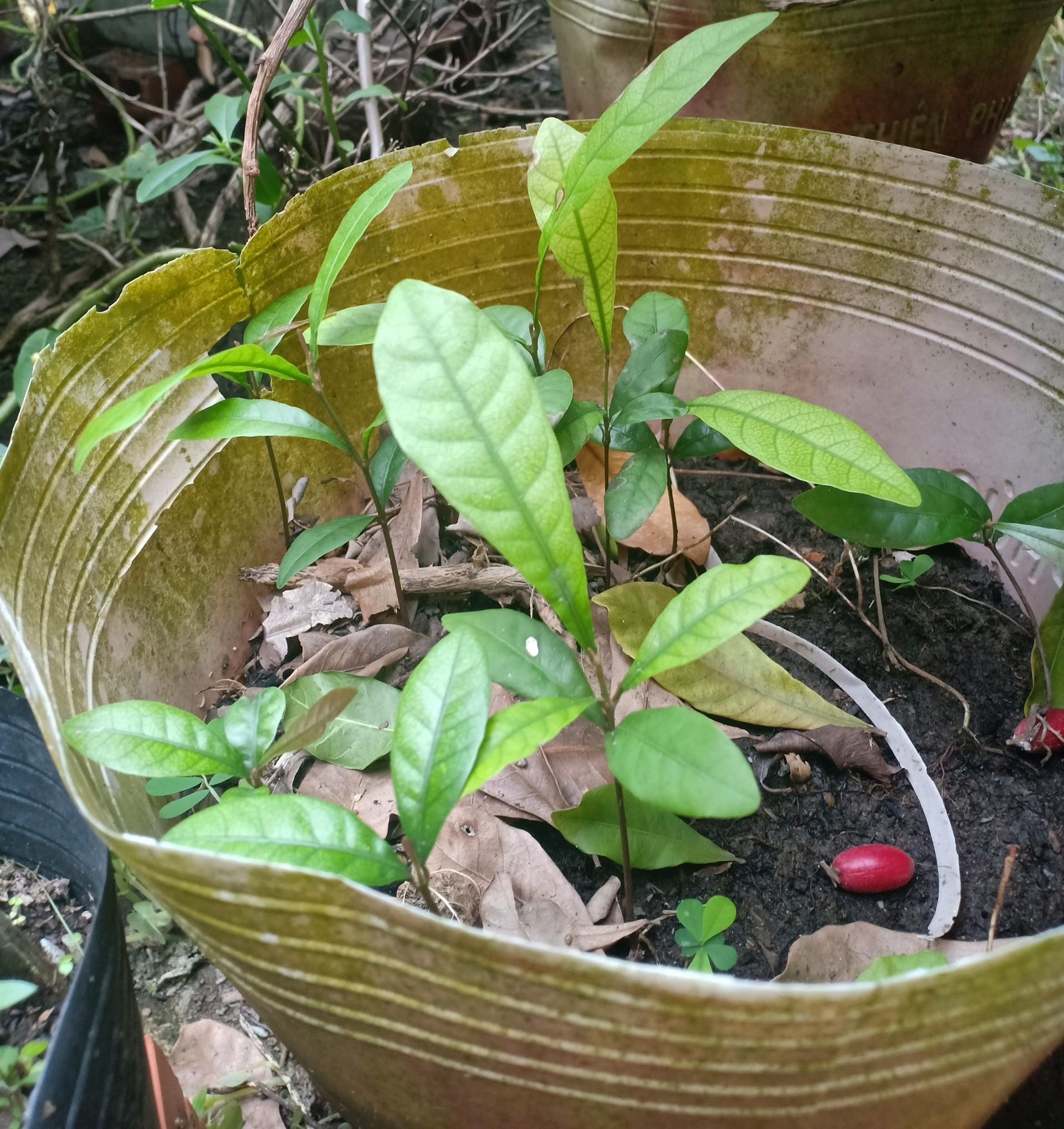 combo 3 cây thần kỳ 10cm