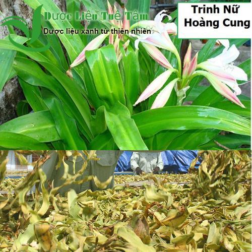 1kg lá cây trinh nữ hoàng cung khô - dược liệu tuệ tâm