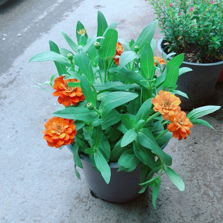 Hoa Cúc Duyên (cúc ngũ sắc)