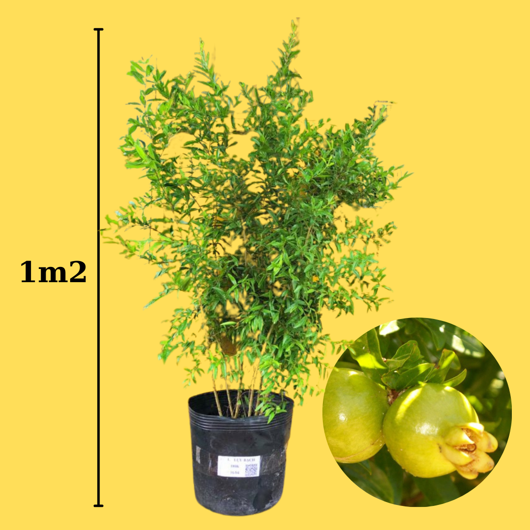 Cây giống Lựu Trắng - Lựu bạch - Lựu ta siêu Trái.