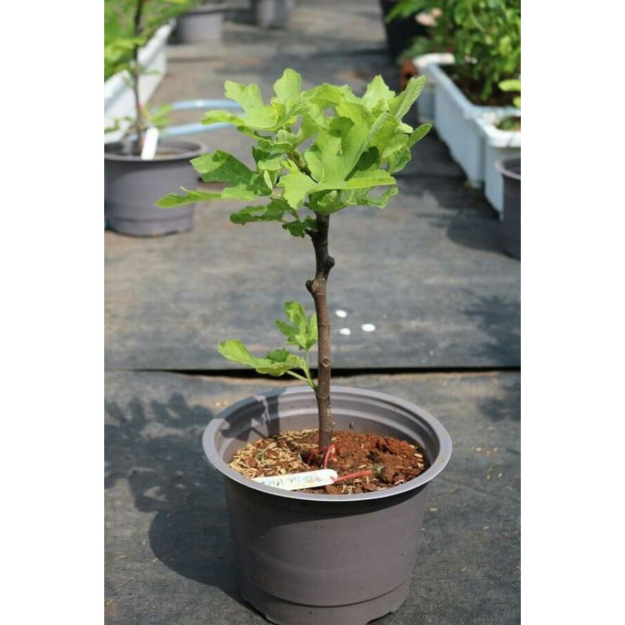 [FREESHIP - Xả Khô Máu] Giống sung mỹ siêu mật