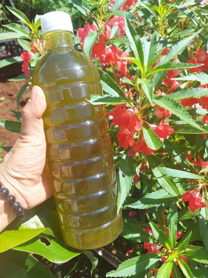 Mật ong hoa cà phê 1 lít