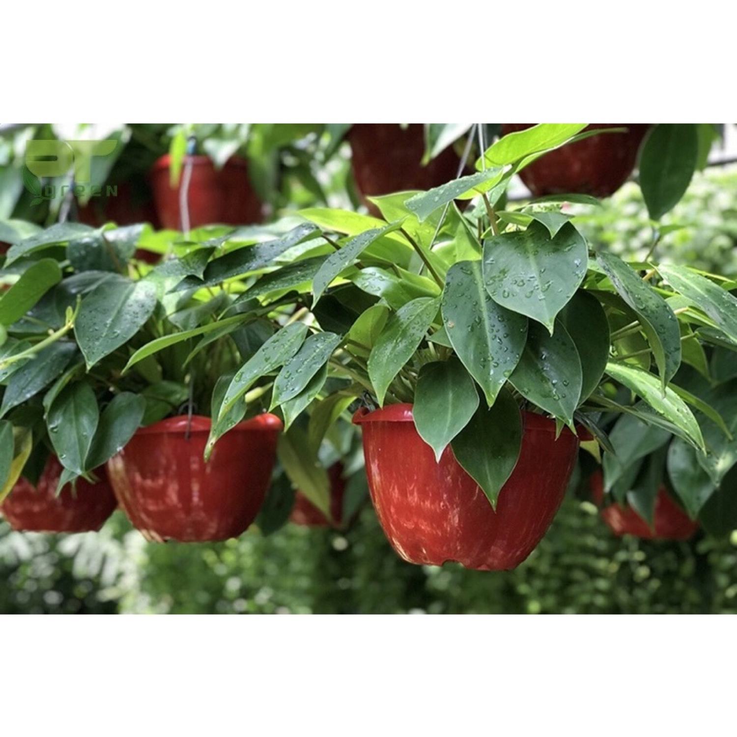 Cây giống trầu bà tỷ phú