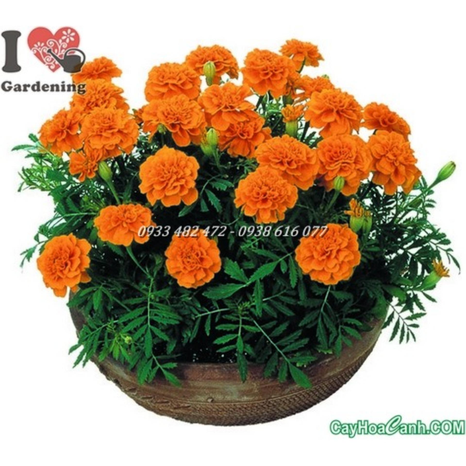 50 Hạt giống Cúc Vạn thọ Pháp (tặng Kích nẩy mầm, Hướng dẫn ươm)