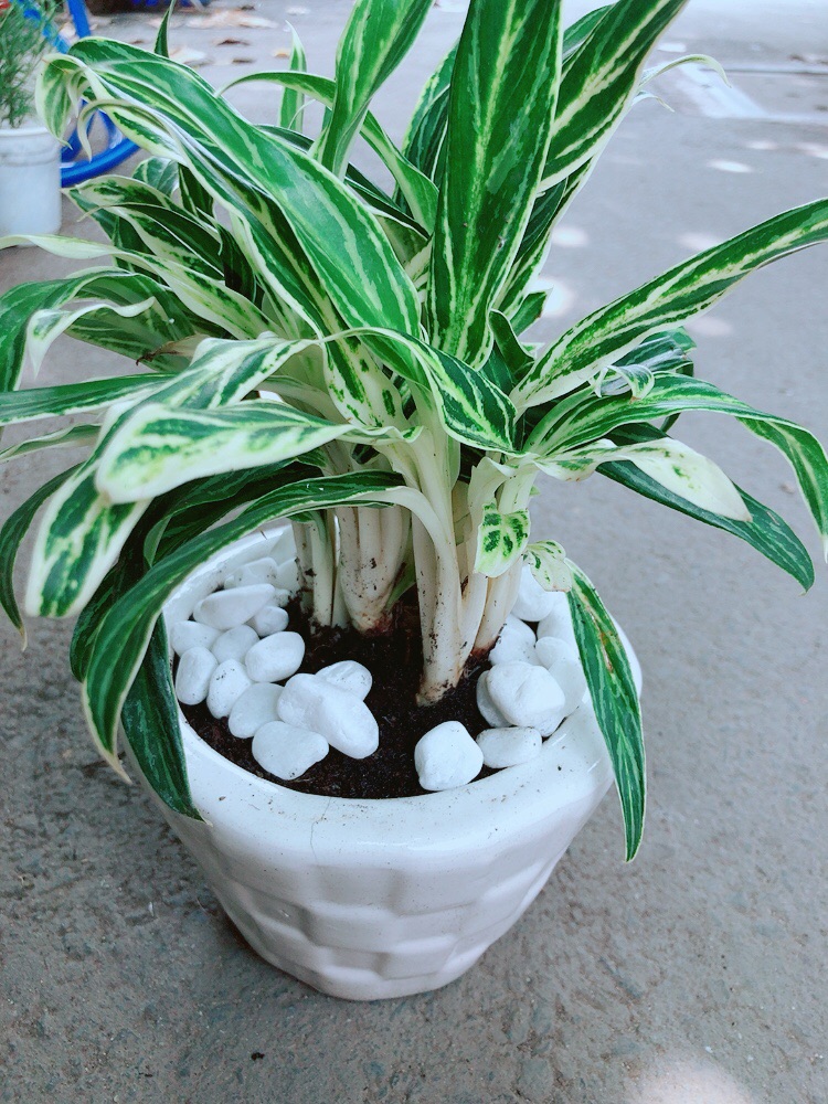 Chậu Cây Giữ Tiền