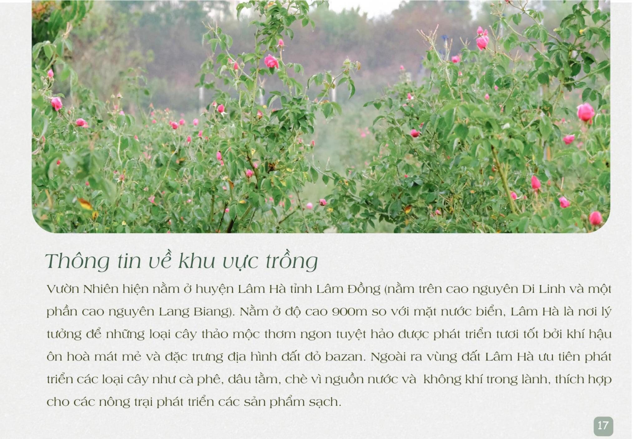 The Mind - Trà Tâm Trí (Hương thảo, Bạc hà, Sả chanh) LÀ NHIÊN