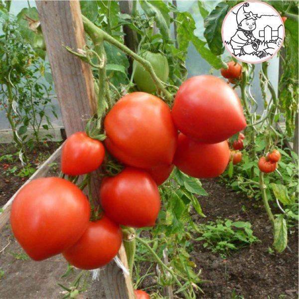 HẠT CÀ CHUA TRÁI TIM ĐỎ - GÓI 0,1 GRAM