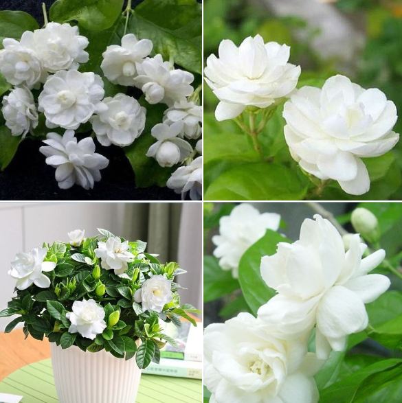 "Gói 10 Hạt " Hạt giống hoa nhài trắng ( hoa lài )