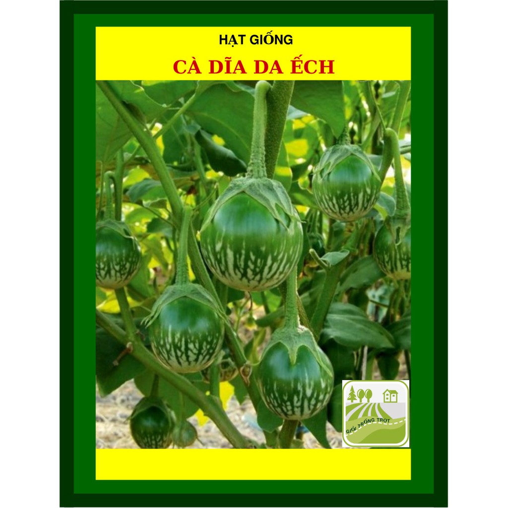 1G - Hạt Giống Cà Dĩa Da Ếch