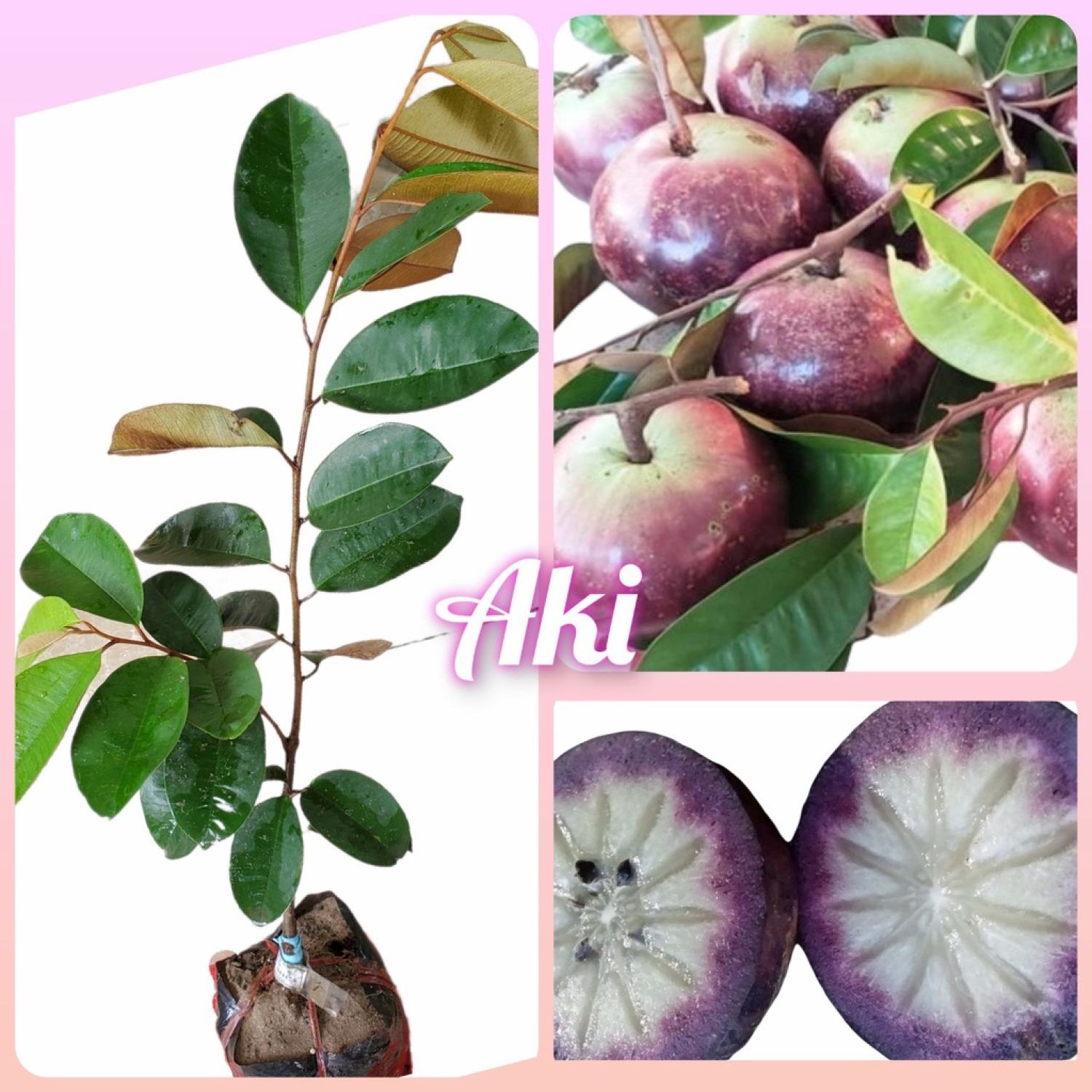 Cây giống Vú Sữa Mica tím ghép cành nhanh cho trái - Giống vú sữa Thơm Ngon Vỏ Mỏng, Chịu Mặn Tốt, Không Mủ Giống Bến Tre